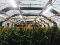 LED植物生长灯与物联网工业大麻种植