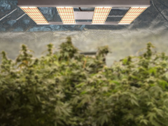 种植工业大麻对植物灯的要求有哪些？
