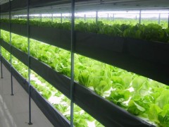 温室种植植物，补光灯成为主流解决方案