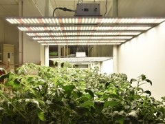 植物生长补光，LED成为主流植物灯具
