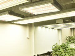 LED大麻植物生长灯外贸出口需求增长