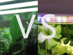 采用植物生长灯时，选择全光谱好还是红蓝光好？