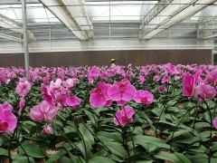 大棚种植兰花采用植物补光灯的作用