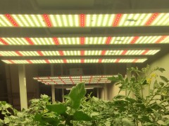 跨境外贸供应300W植物生长灯