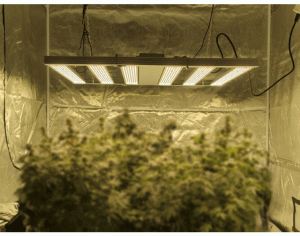 室内种植麻科植物根据环境选用不同类型的植物灯