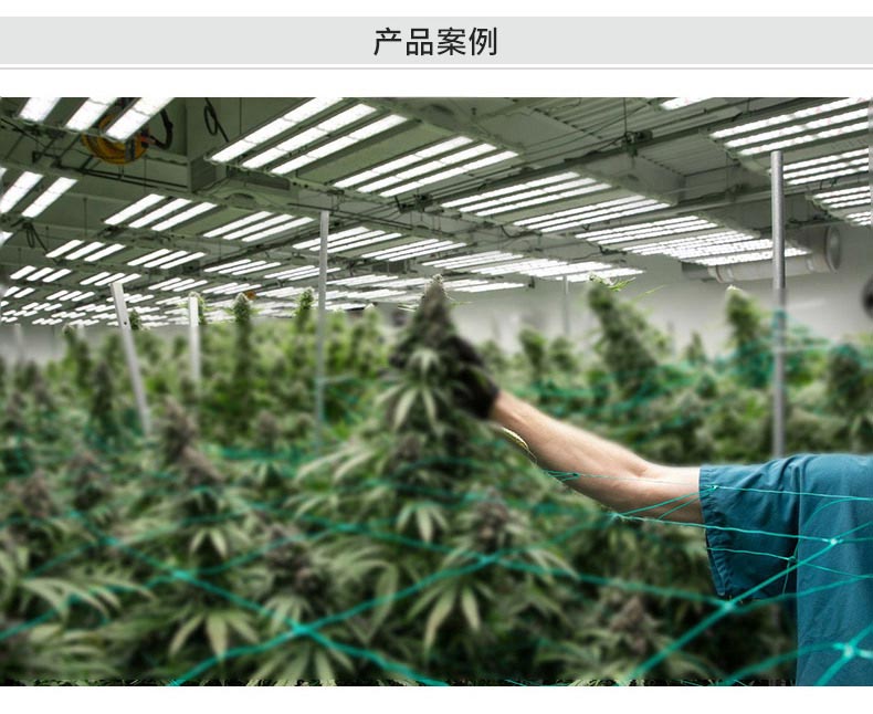 工业大麻led植物生长灯插图5