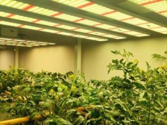 植物补光灯相比其他灯具有什么特点？