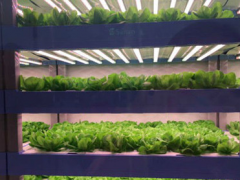 安溪“植物工厂”：借力LED植物补光灯种植无污染蔬菜