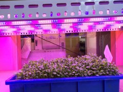 LED植物灯色温常识及LED植物灯色温对照表
