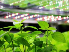 设施农业LED植物照明的应用方式