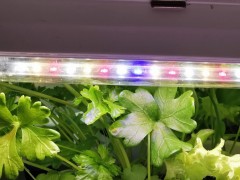 什么是植物生长灯的光配方？