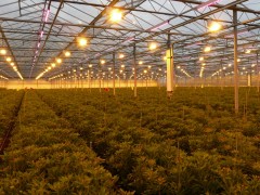 使用植物灯在温室中种植工业大麻