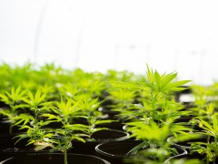 投资可能将密歇根州大麻市提升为强国地位