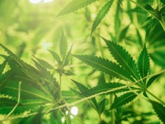 南澳大利亚大麻产业进展