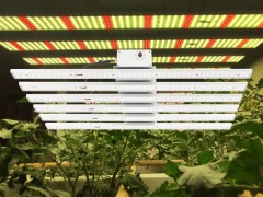 工业大麻植物灯 智能调光