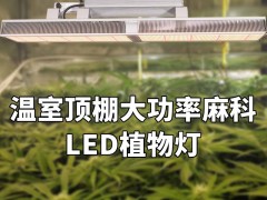室内种植麻科植物最佳的LED生长灯