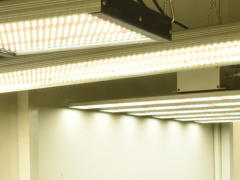 温室大麻种植，HPS灯和LED灯优劣势对比