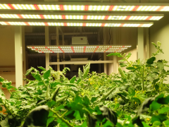 LED植物生长灯备受蔬菜种植市场欢迎