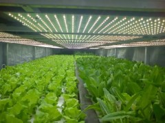 为什么农业照明工程都普遍采用LED灯？