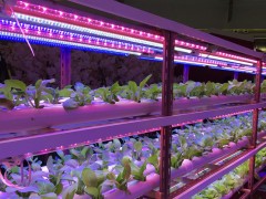 LED植物灯在垂直农业发展带来哪些影响？