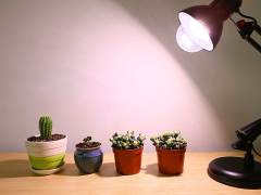 家里用植物补光灯有用吗？又该如何选择？