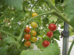 室内种植番茄，LED植物生长灯调节光照环境