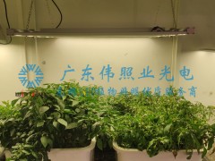 种植灯技巧：蔬菜、草药和结果类植物生长需要进行多少补光？