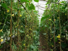 大棚种植瓜类蔬菜有必要采用植物补光灯吗？