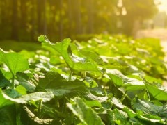 植物光合作用跟植物补光灯功率大小有作用吗？
