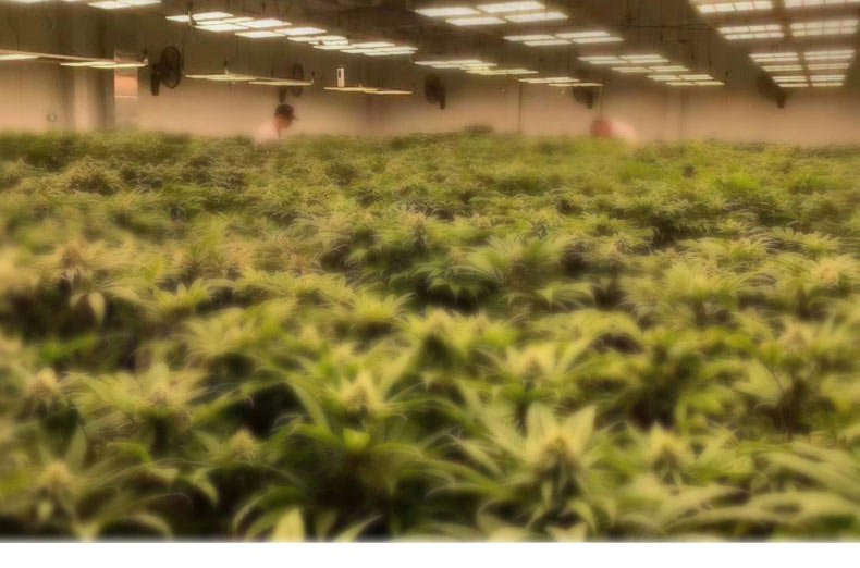 大麻育苗种植灯插图6
