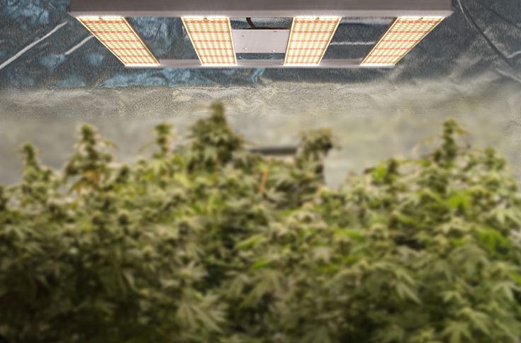 LED植物生长灯在种植工业大麻方面的优势