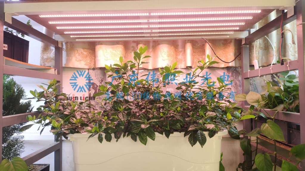 LED植物灯