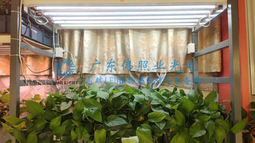 植物补光系统