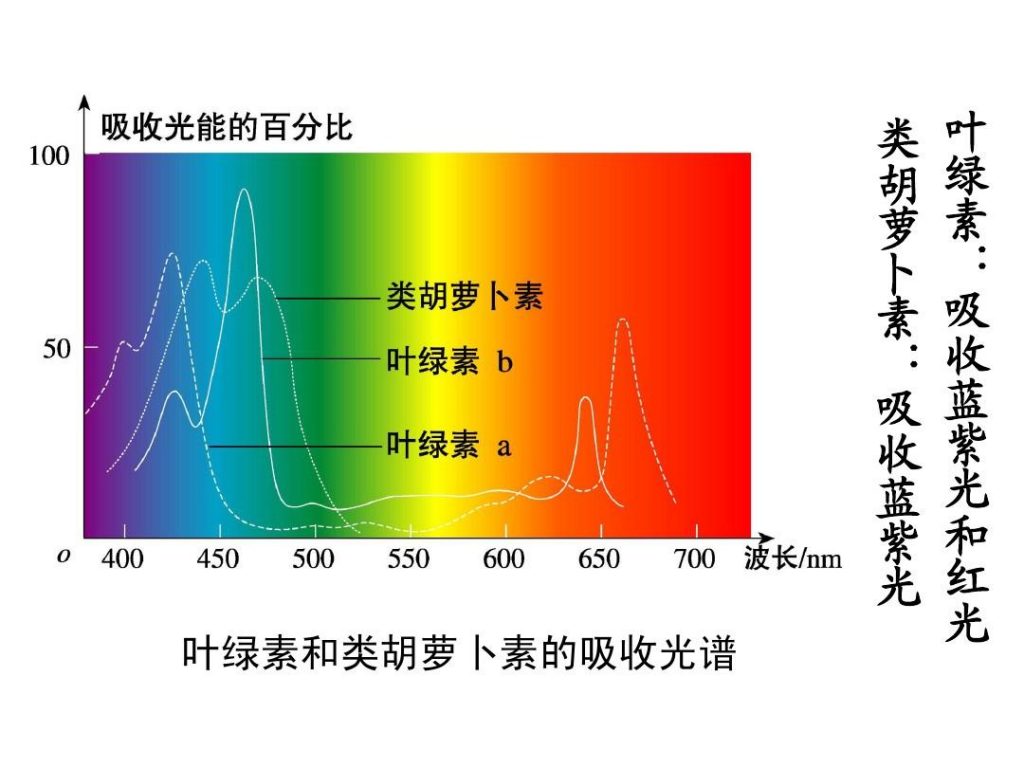 叶绿素吸收光谱