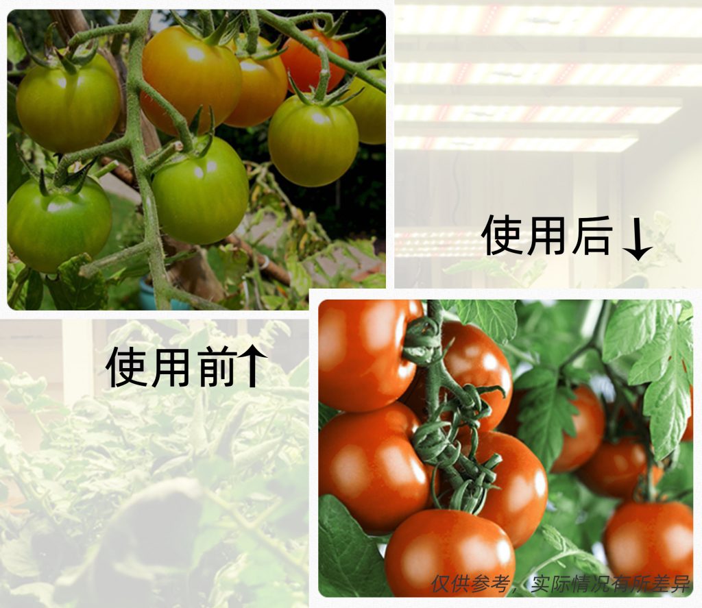 番茄使用植物灯