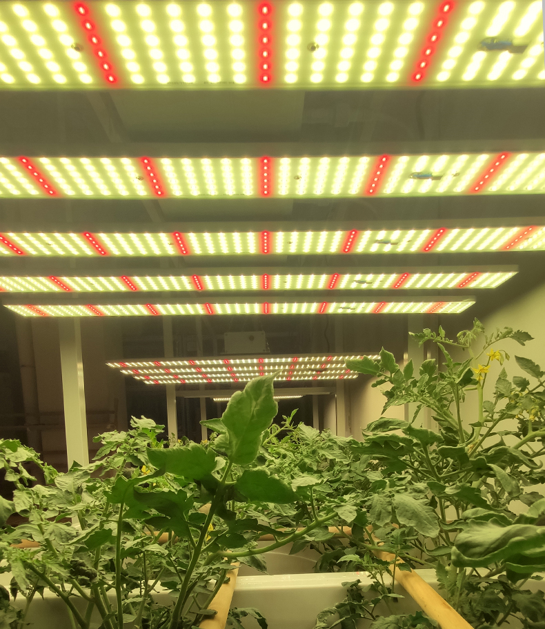 植物工厂光环境调控的必要性插图1