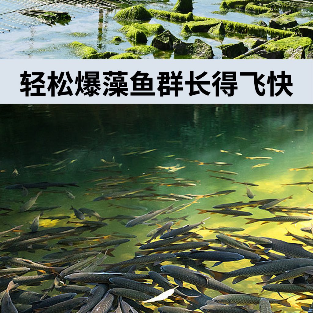 藻类绿藻植物补光灯 鱼塘虾塘养殖爆藻灯苔藓珊瑚鱼缸海藻灯插图2